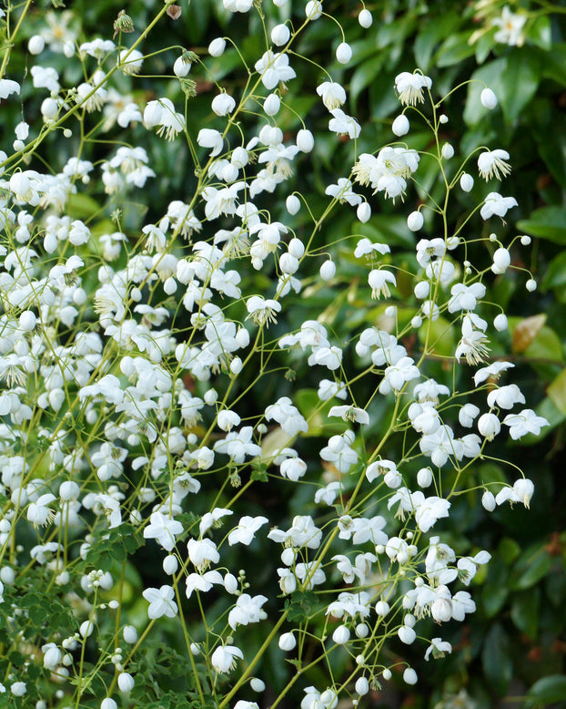 Thalictrum 'Splendide White'