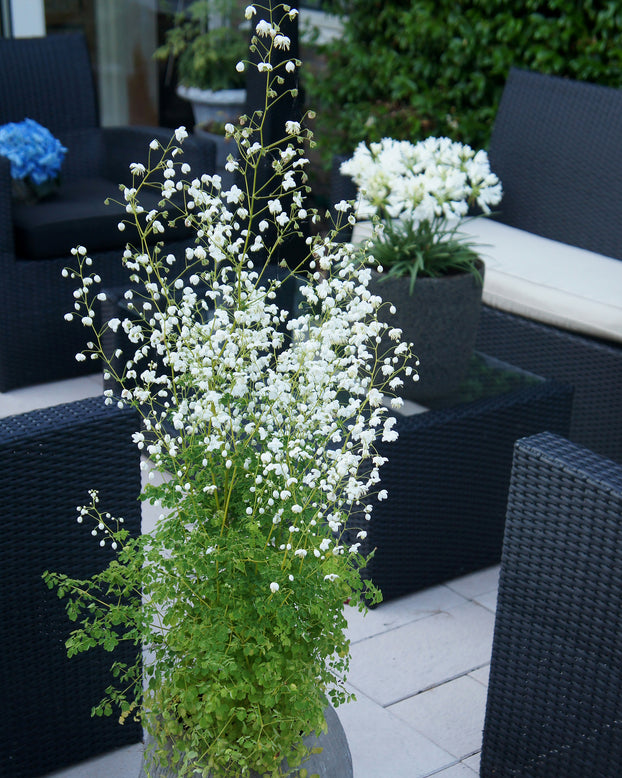 Thalictrum 'Splendide White'