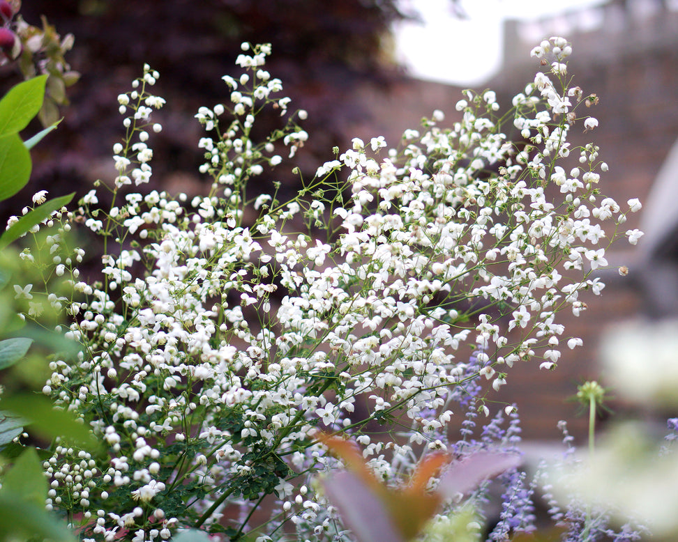 Thalictrum 'Splendide White'