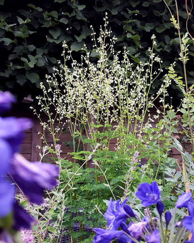 Thalictrum 'Splendide White'