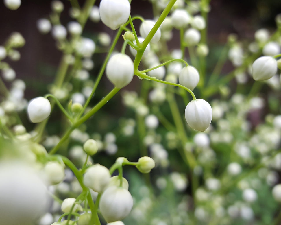 Thalictrum 'Splendide White'