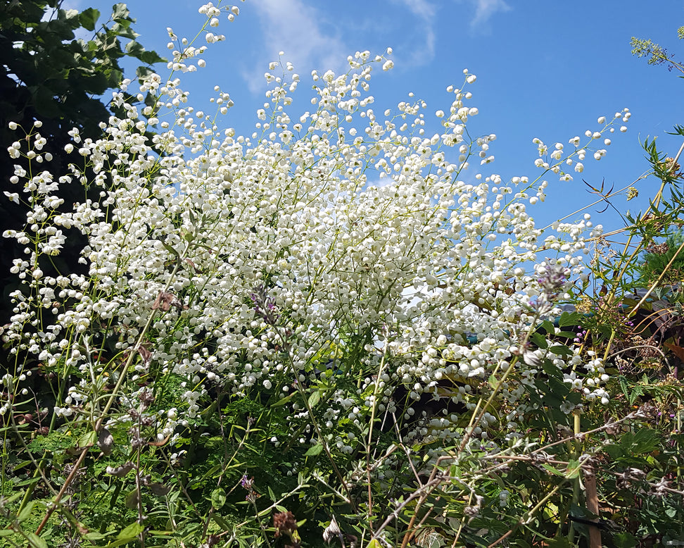 Thalictrum 'Splendide White'