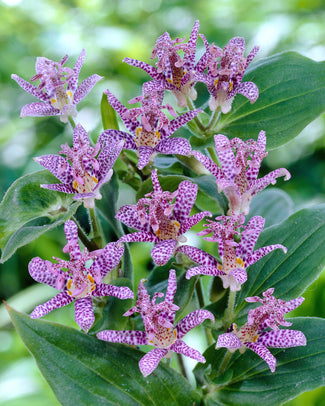 Tricyrtis bare roots