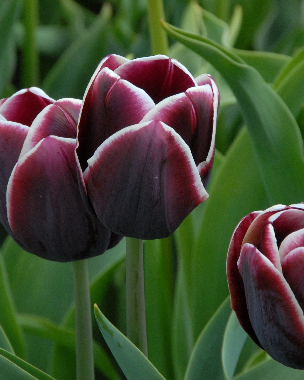 Tulip 'Alexander Pushkin' bulbs — Buy online at Farmer Gracy UK