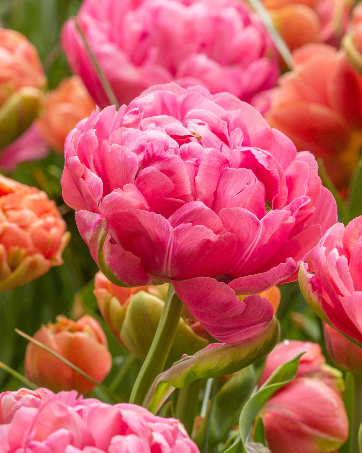 Tulip 'Amazing Grace' bulbs — Buy online at Farmer Gracy UK