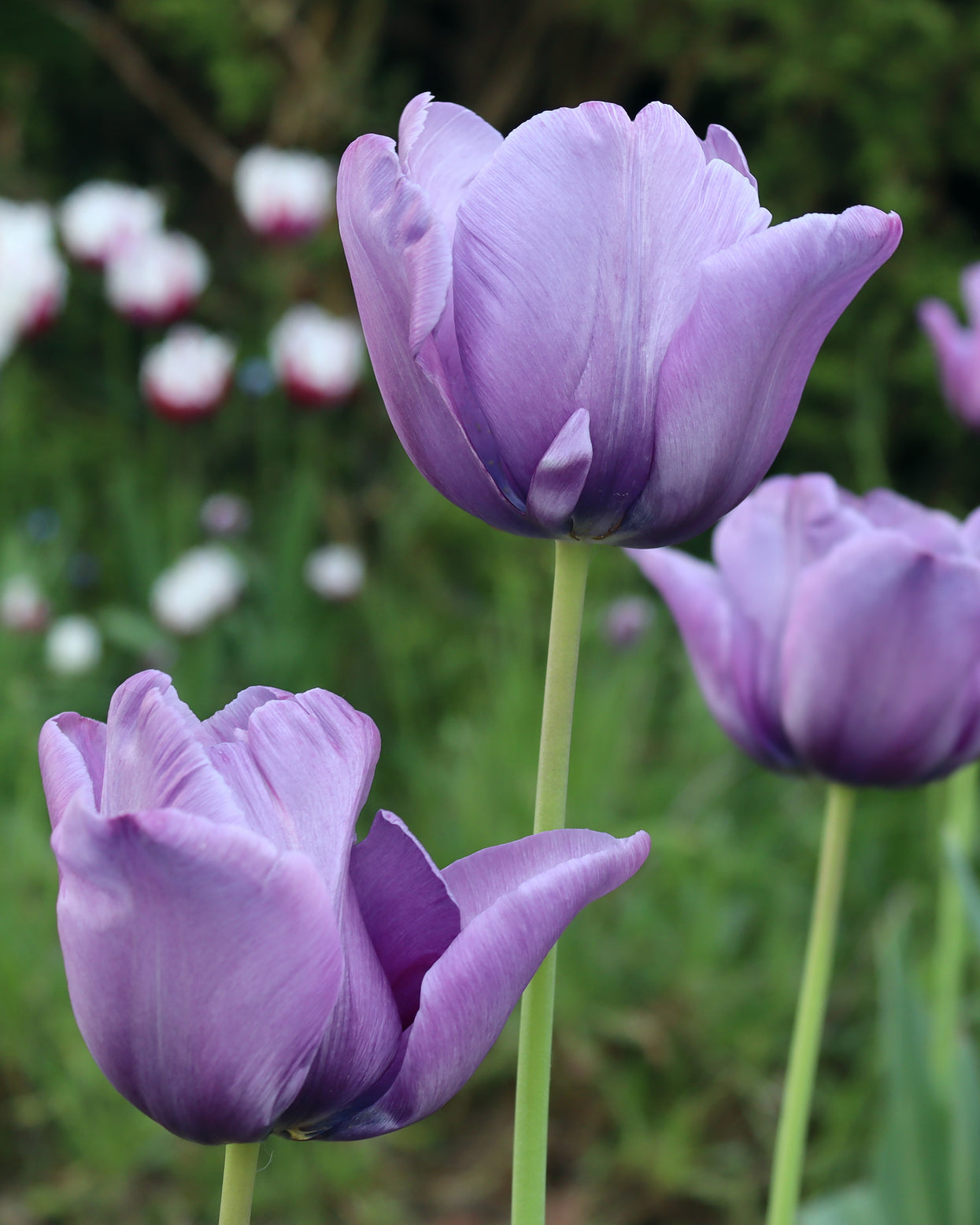 Tulip 'Bleu Aimable' Bulbs — Buy Online At Farmer Gracy UK