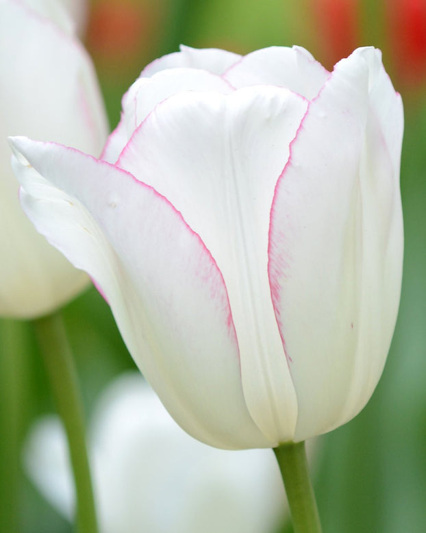 Tulip 'Blushing Girl'