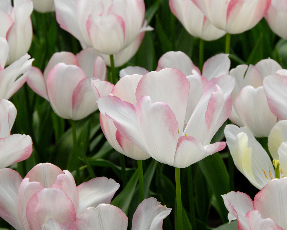 Tulip 'Blushing Girl'