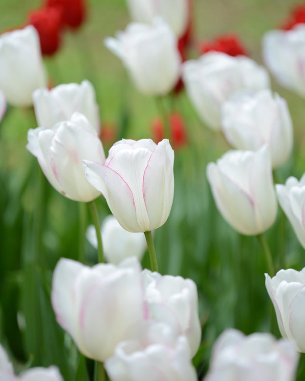 Tulip 'Blushing Girl'