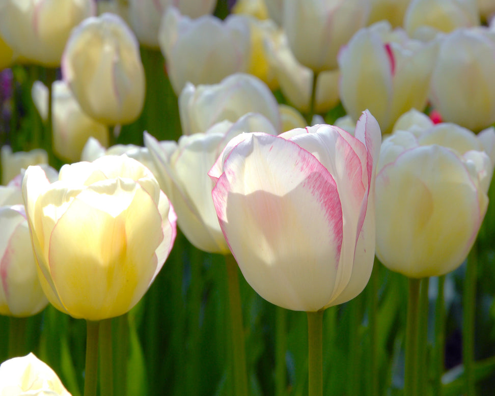 Tulip 'Blushing Girl'