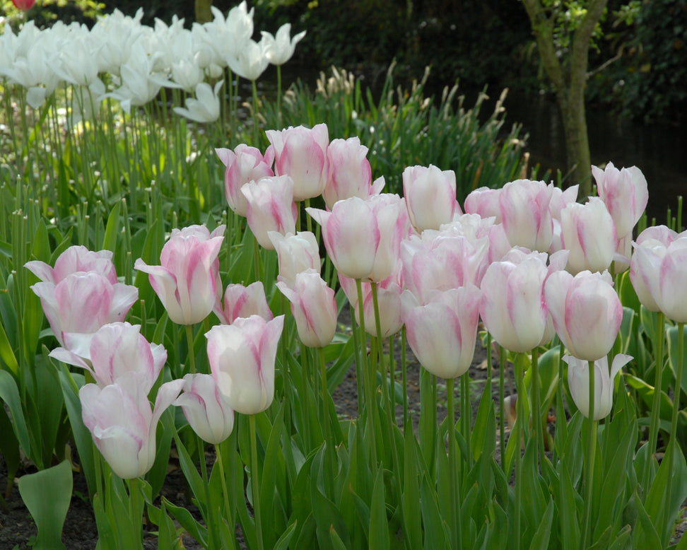 Tulip 'Blushing Girl'