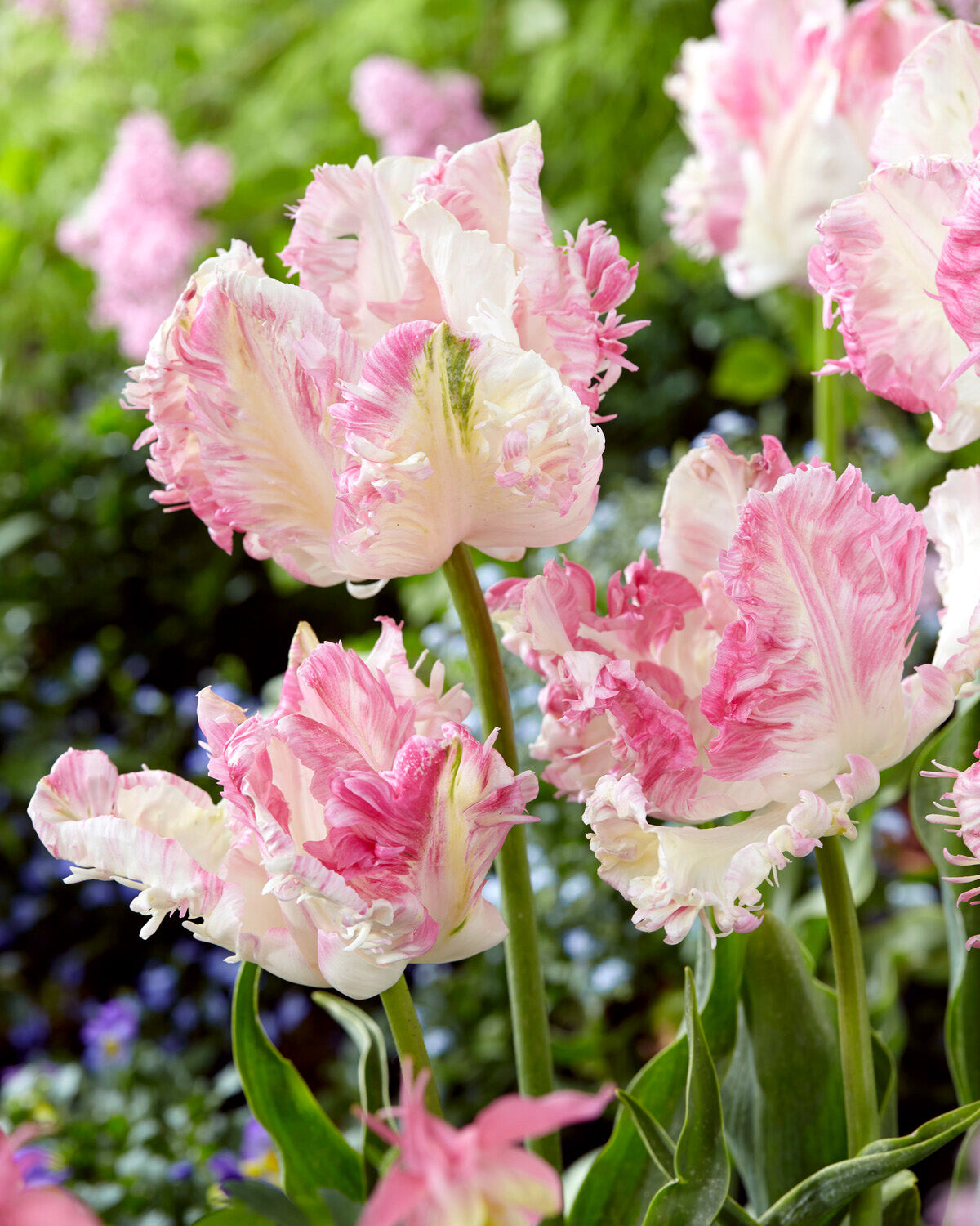 Tulip 'Cabanna' bulbs — Buy white/pink parrot tulips online at Farmer ...