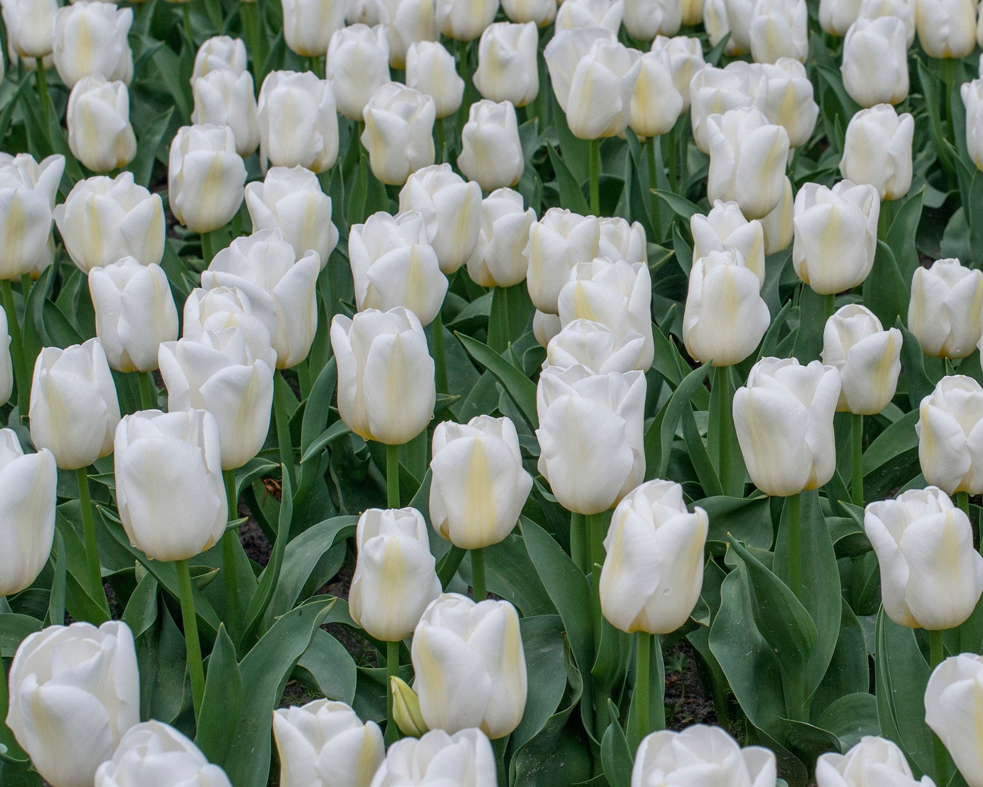 Tulip 'Calgary' Bulbs - Buy online at Farmer Gracy UK