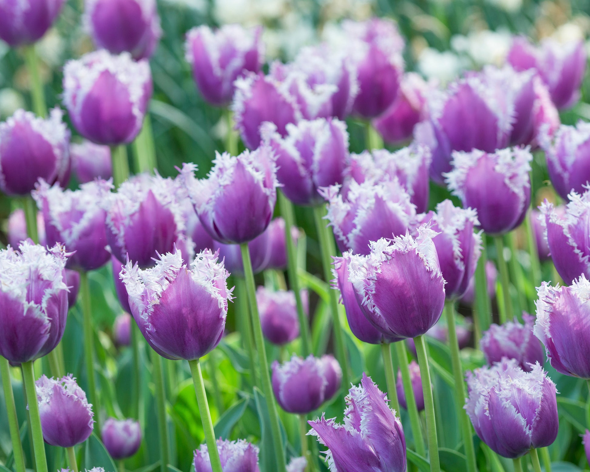 Tulip 'Cummins' bulbs — Buy online at Farmer Gracy UK