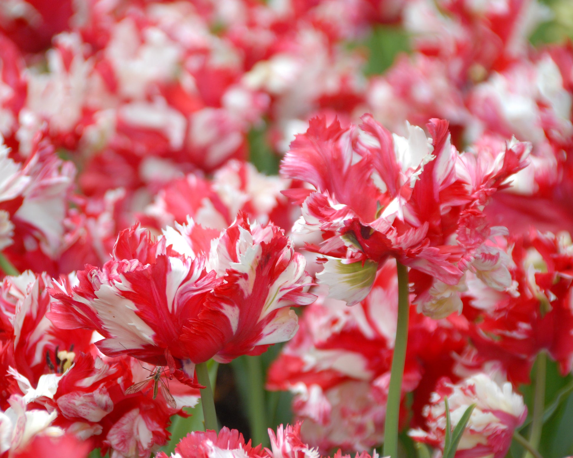 Tulip 'Estella Rijnveld' bulbs — Buy online at Farmer Gracy UK