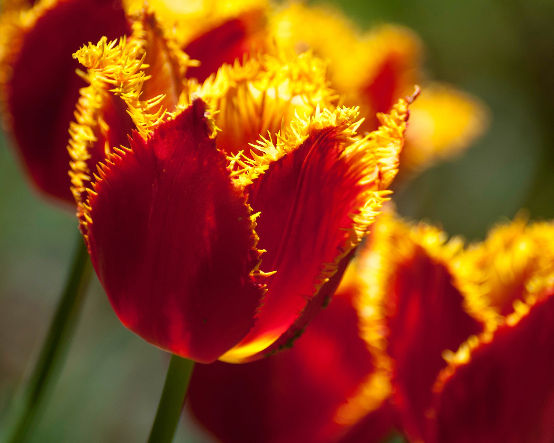 Tulip 'Fabio' bulbs — Buy online at Farmer Gracy UK