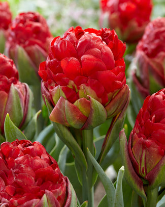 'Ice Cream' tulips