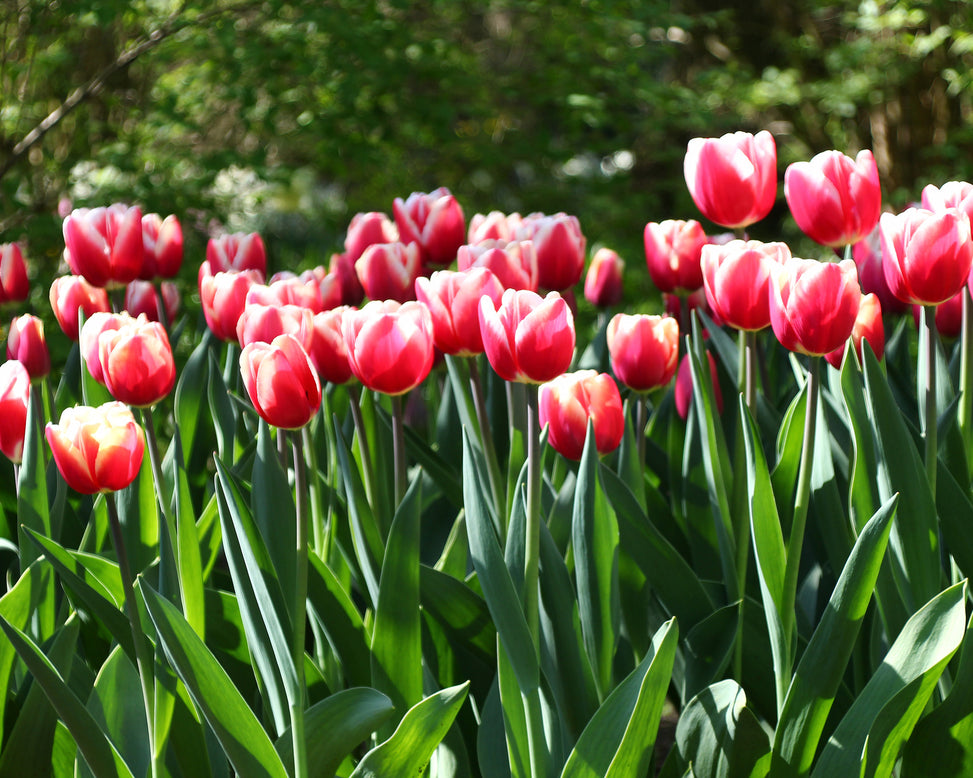 Tulip 'Lucky Strike'