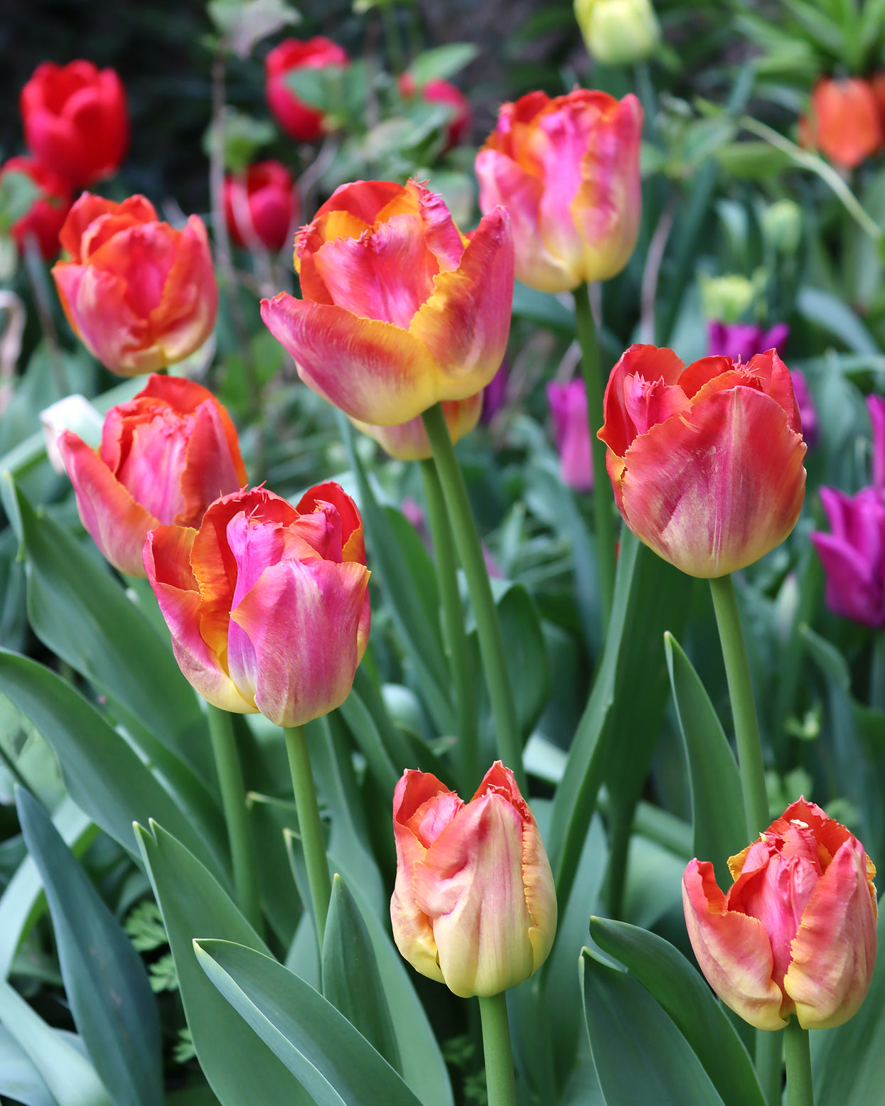 Tulip 'Sunset Miami' bulbs — Buy online at Farmer Gracy UK