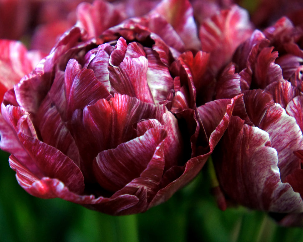 Tulip 'Nachtwacht'