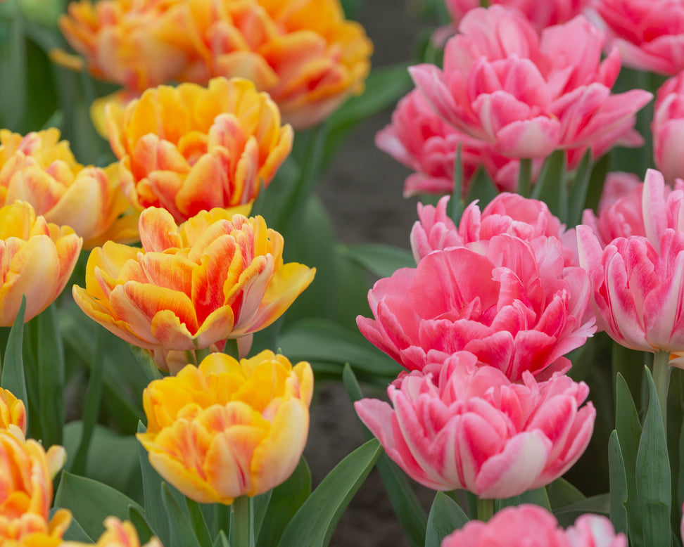 Tulip collection 'Peach Passion'