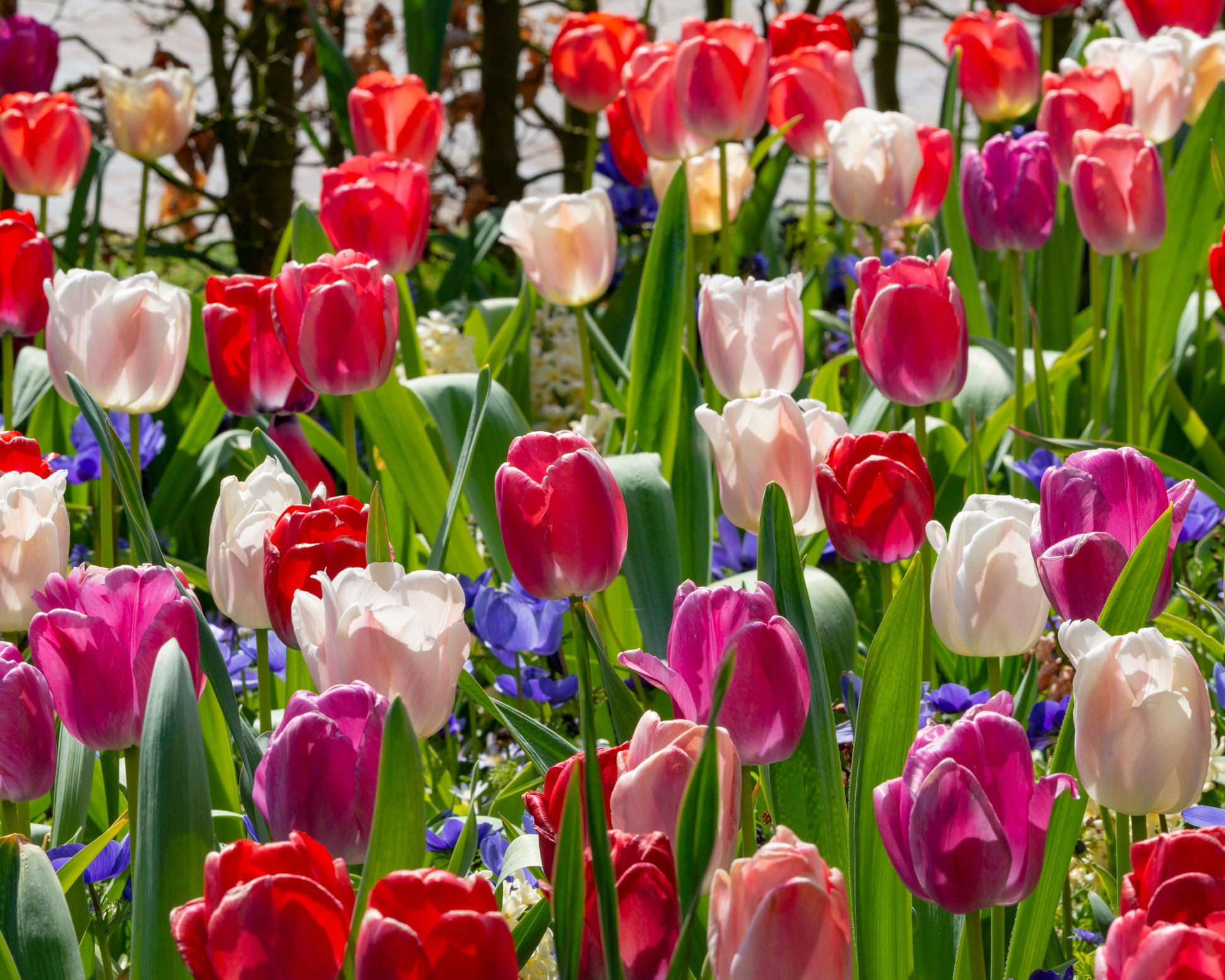 'Pride Mix' Tulip collection bulbs — Buy mixed darwin hybrid tulips ...