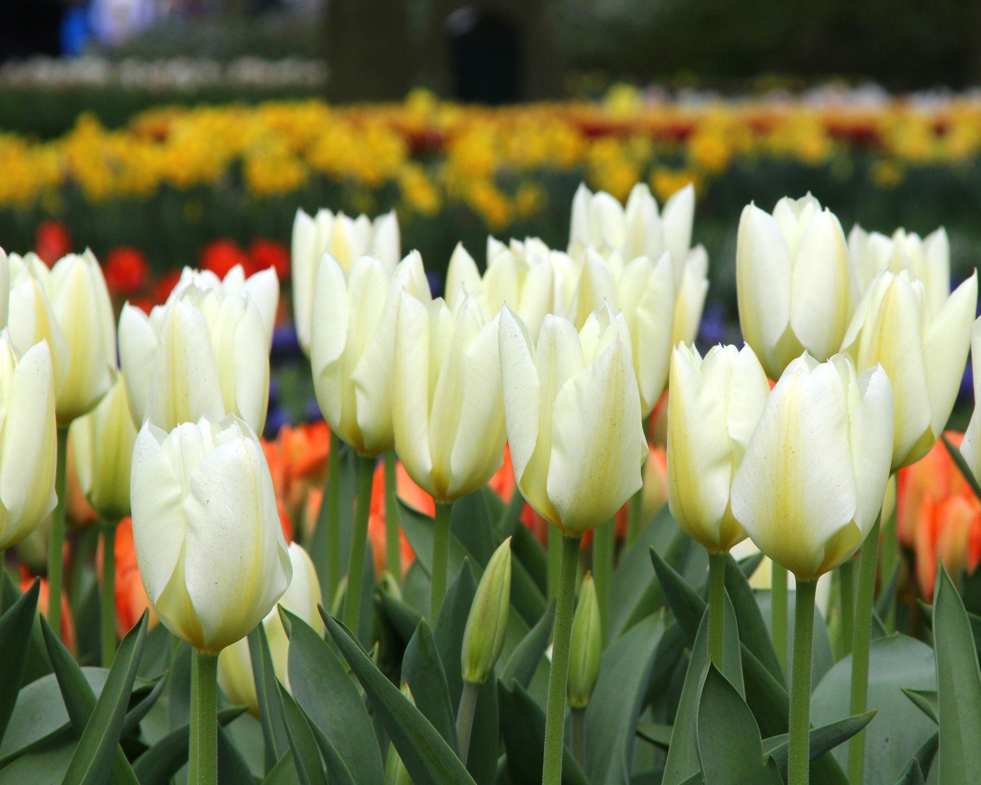 Tulip 'White Emperor' bulbs — Buy Tulip 'Purissima' online at Farmer ...