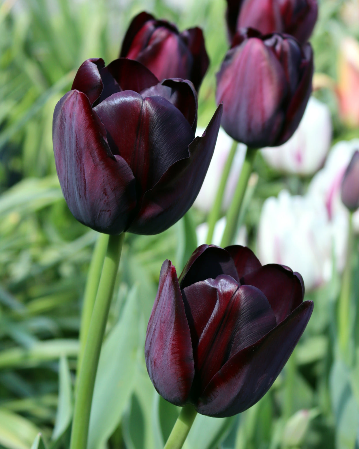 Tulip 'Queen of Night' bulbs — Buy online at Farmer Gracy UK