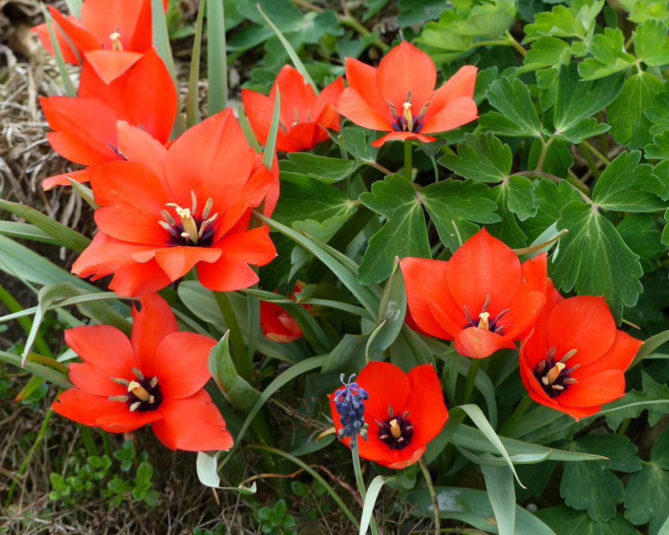 Tulip 'Red Hunter'