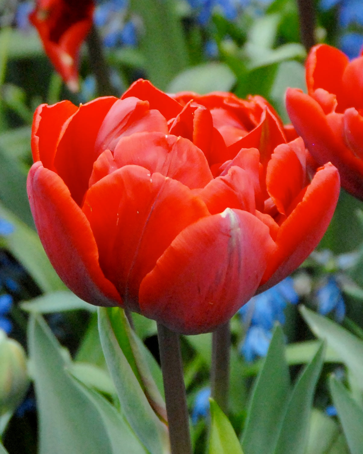 Tulip 'Red Princess' bulbs — Buy online at Farmer Gracy UK