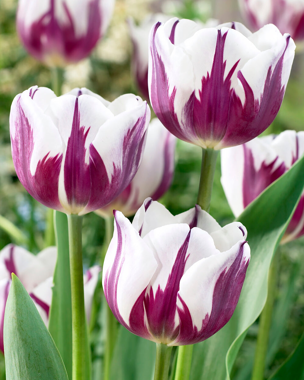Tulip 'Rems Favourite' bulbs — Buy online at Farmer Gracy UK