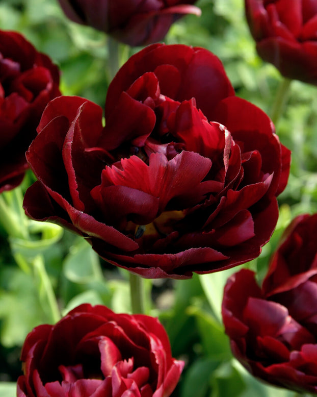 Tulip 'Uncle Tom'