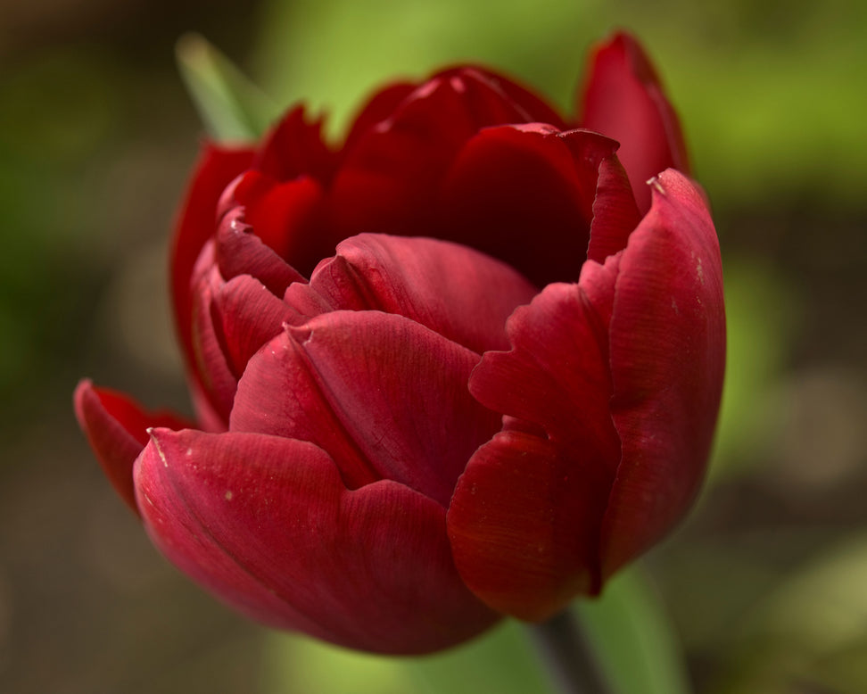 Tulip 'Uncle Tom'