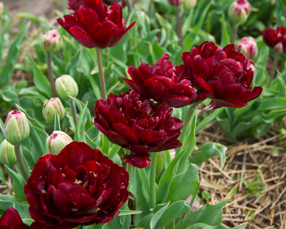 Tulip 'Uncle Tom'