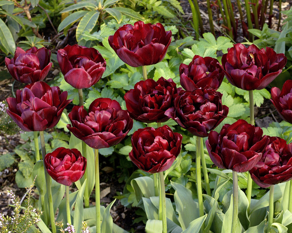 Tulip 'Uncle Tom'