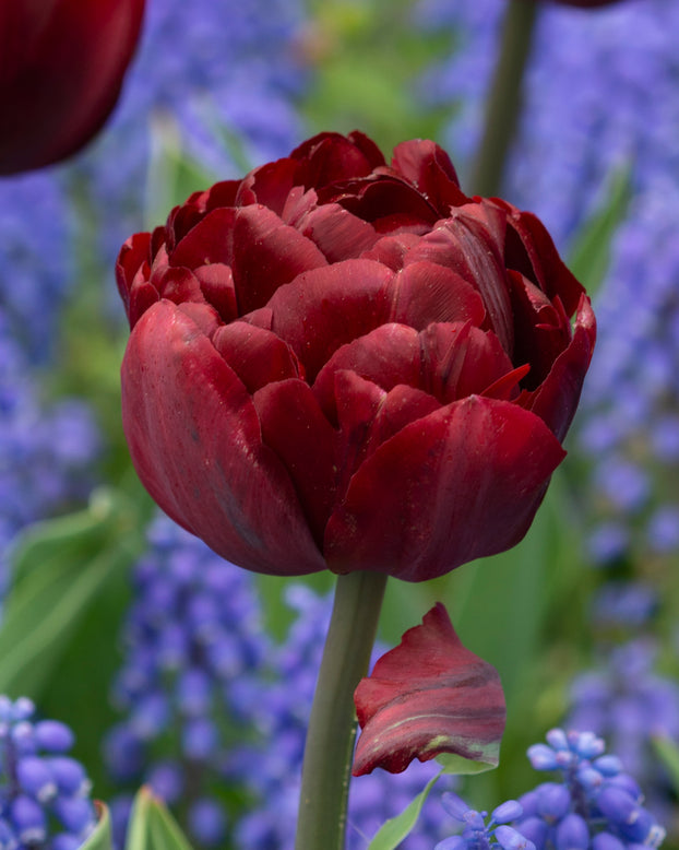 Tulip 'Uncle Tom'