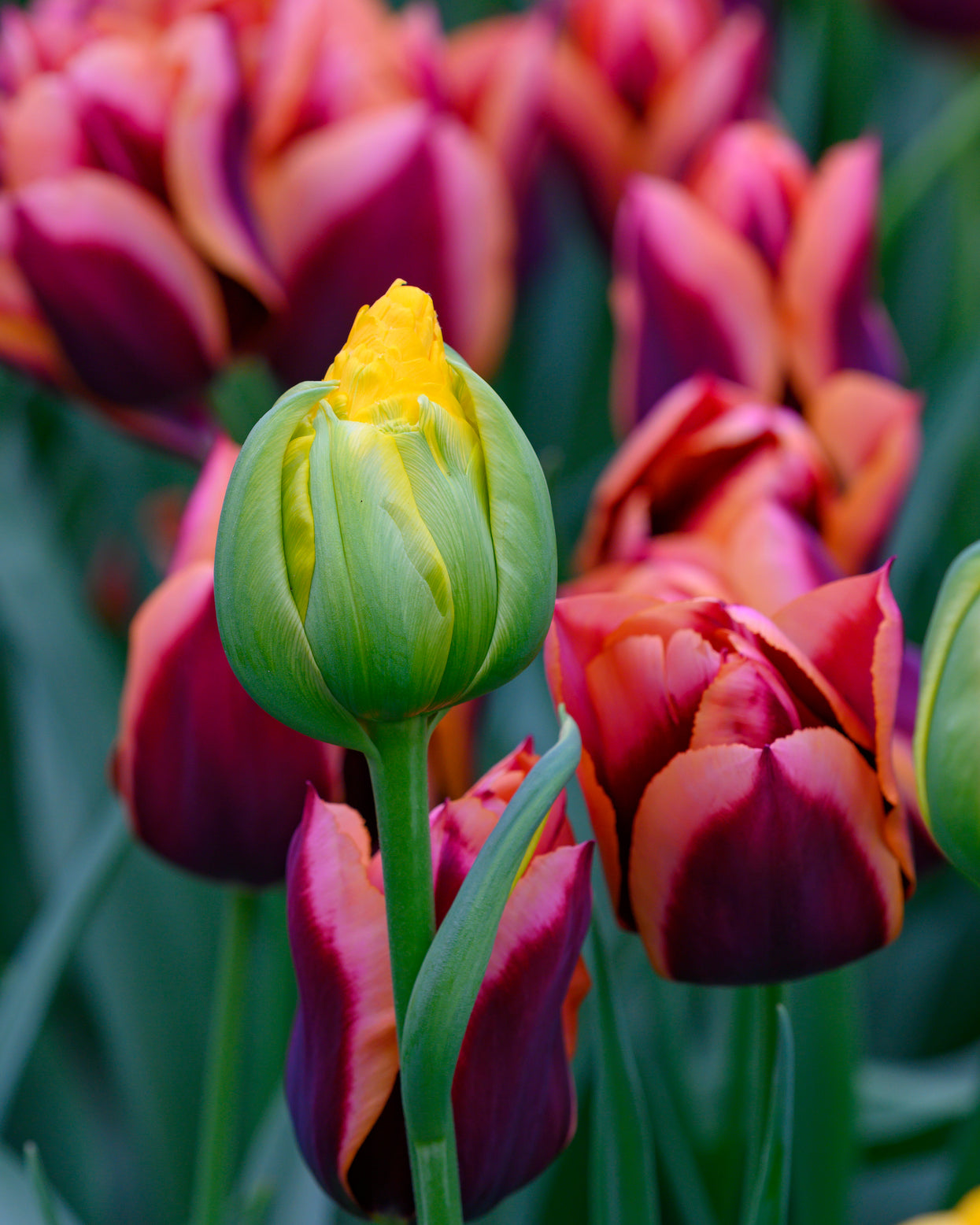 Tulip 'Vanilla Coup' bulbs — Buy online at Farmer Gracy UK