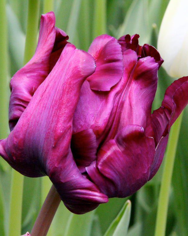 Tulip 'Victoria's Secret'