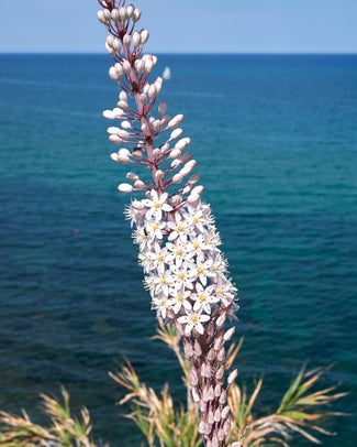 Urginea bulbs