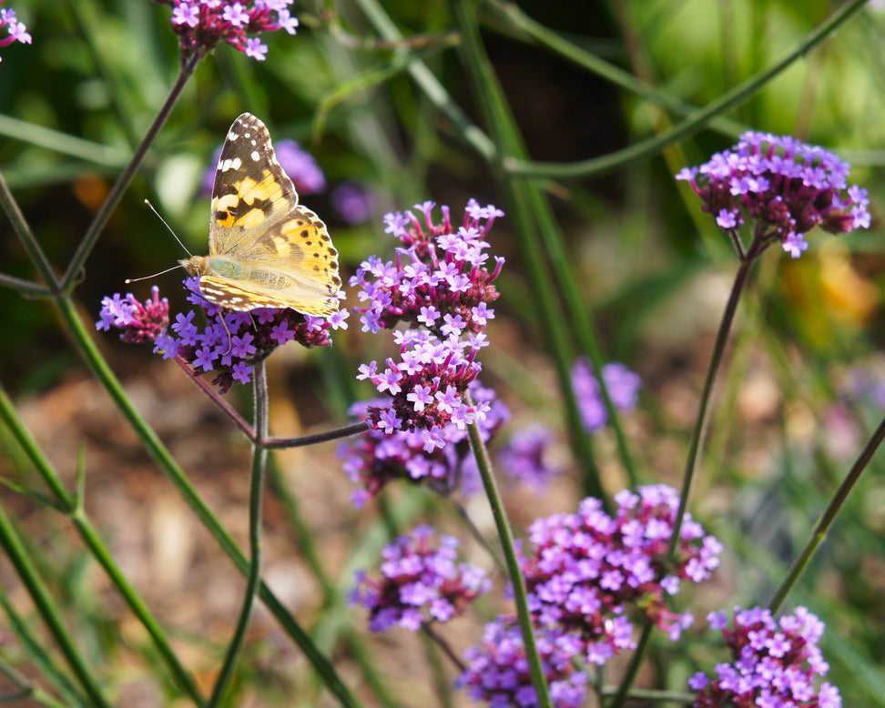 Verbena bonariensis