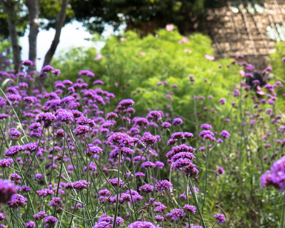 Verbena bonariensis