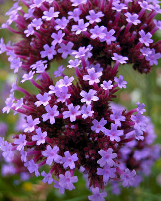 Verbena bare roots