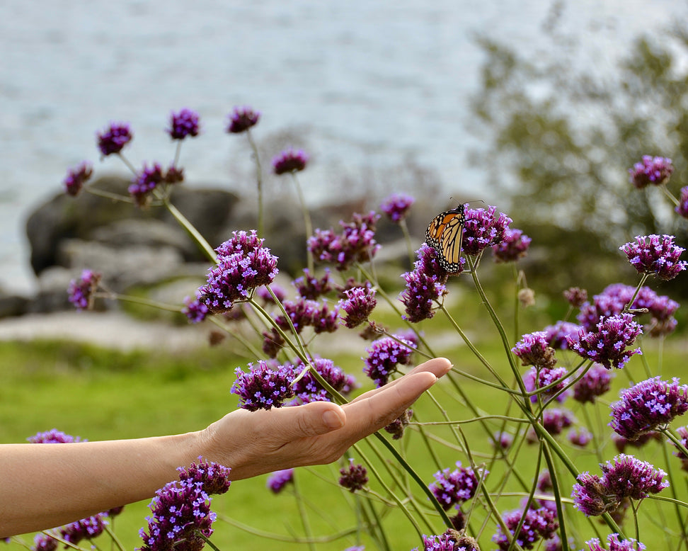 Verbena 'Lollipop'