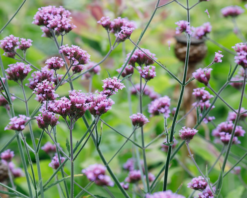 Verbena 'Lollipop'