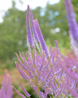 Veronicastrum bare roots