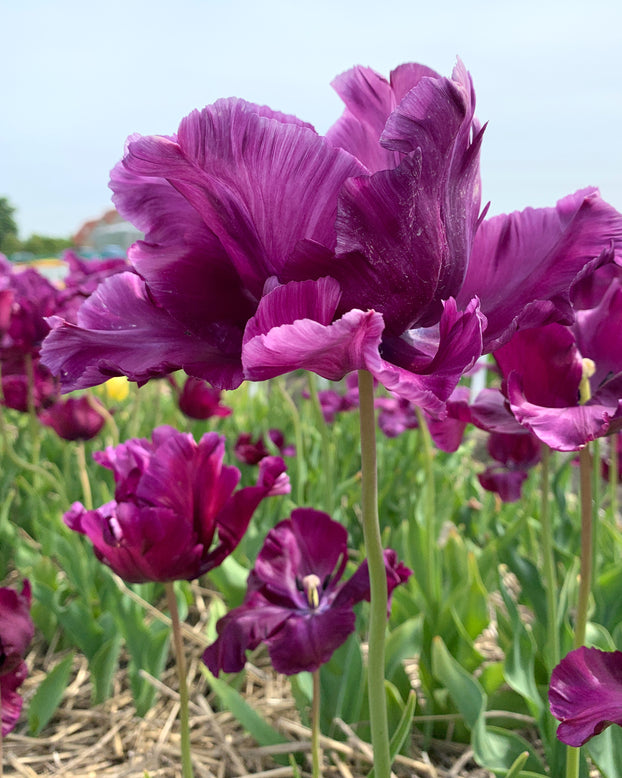 Tulip 'Victoria's Secret'